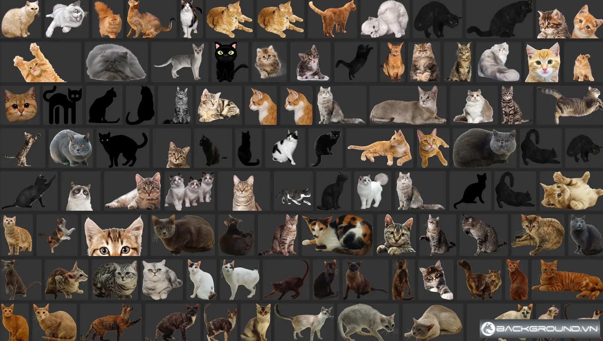 180+ Mèo PNG